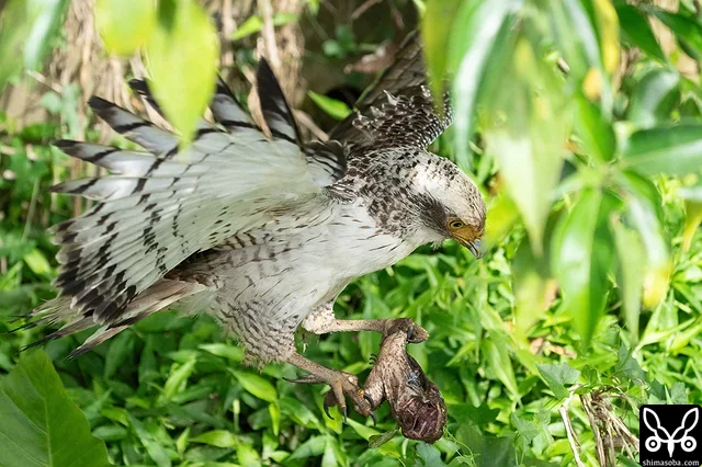 水路でカエルを捕まえたカンムリワシの幼鳥。