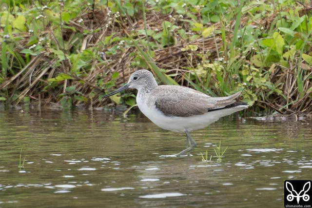 アオアシシギ第1回冬羽。