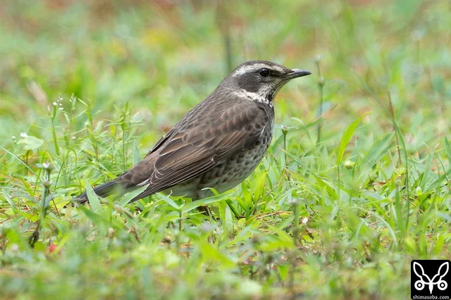 ツグミのメス成鳥。別の場所にハチジョウツグミも越冬中ですが、この冬はツグミの仲間が全体的に少ない。