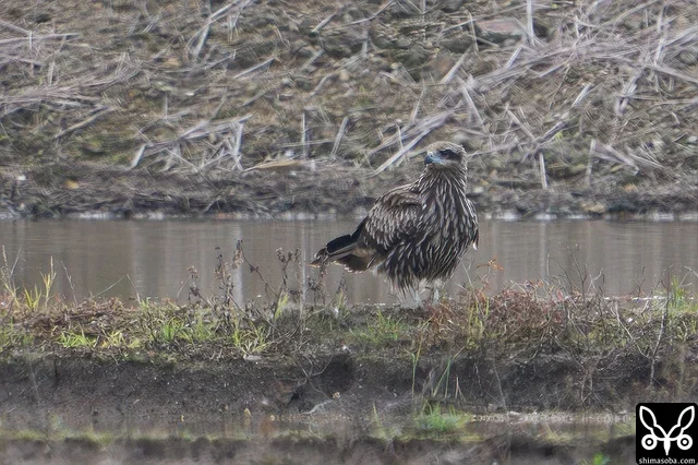 石垣島や沖縄では珍鳥のトビ。10年に1回程度の頻度で確認されますが、幼鳥ばかりです。