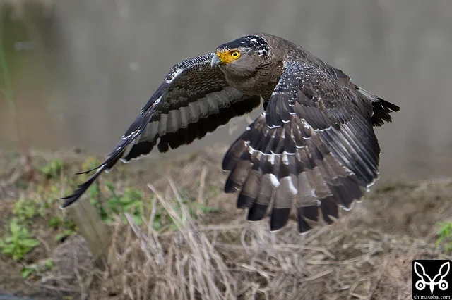 カンムリワシ成鳥。獲物を食い終わっていつもの止まり木に帰る。
