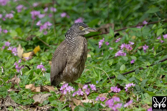 昨年生まれのズグロミゾゴイ幼鳥。換羽はほとんど進んでいません。