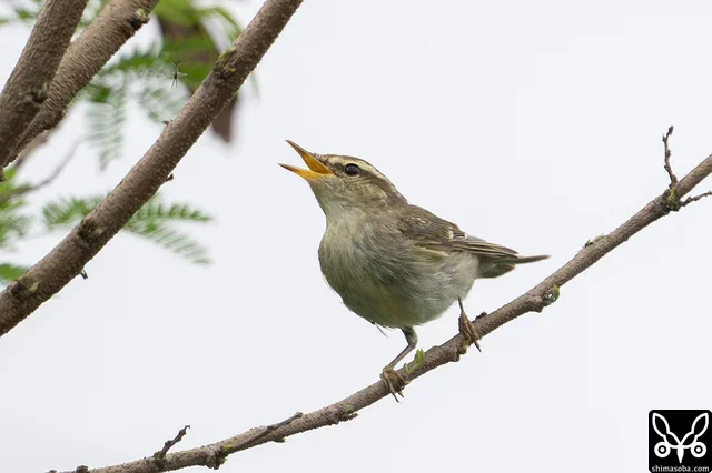 コムシクイは、枝先に獲物を見つけて飛びかかっていました。