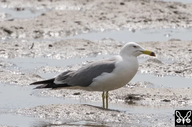 ウミネコ成鳥夏羽。今季3羽目。