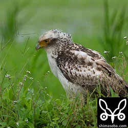 カンムリワシ幼鳥、ズグロミゾゴイ、ハリオシギ、タゲリほか