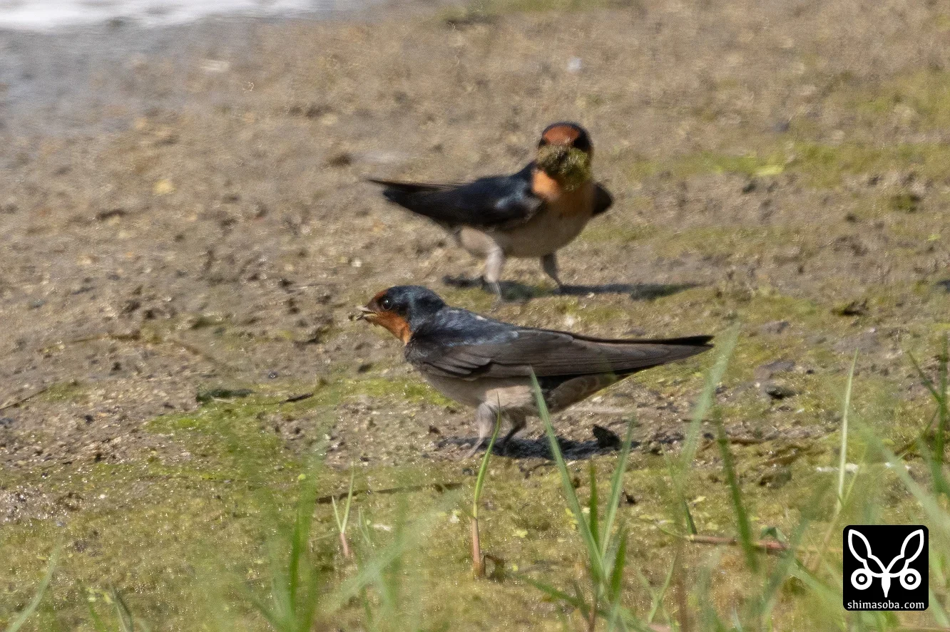 リュウキュウツバメ
