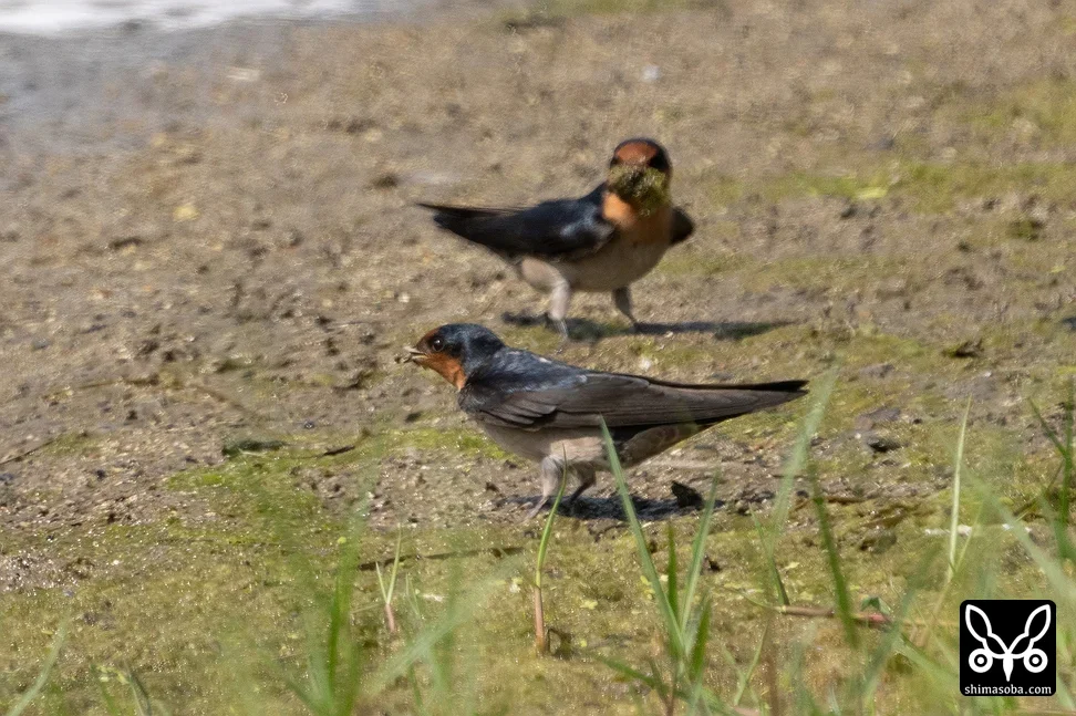 リュウキュウツバメ