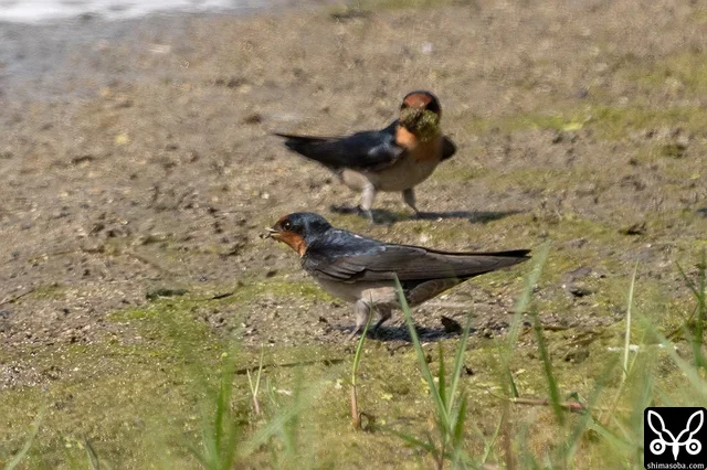 巣材集めで干潟を訪れたリュウキュウツバメ。数羽が忙しそうにやって来ていました。