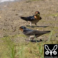 リュウキュウツバメ