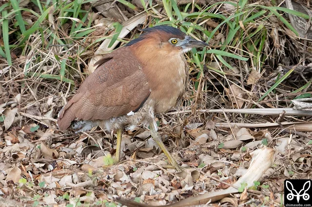 ズグロミゾゴイ成鳥。