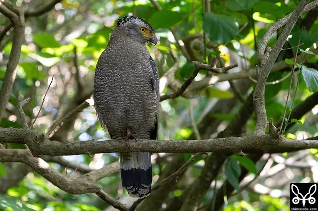 日ごろ行かない林道でカンムリワシの成鳥と出会いました。警戒心なし。