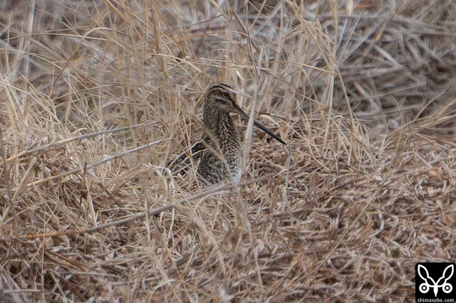 タシギが遠くに単独でいました。