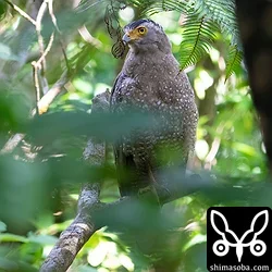 こちらはわが家から徒歩圏内のカンムリワシ。自宅付近では数羽のカンムリワシが見られますが、この個体は野生み溢れる警戒心がめちゃくちゃ強い個体です。