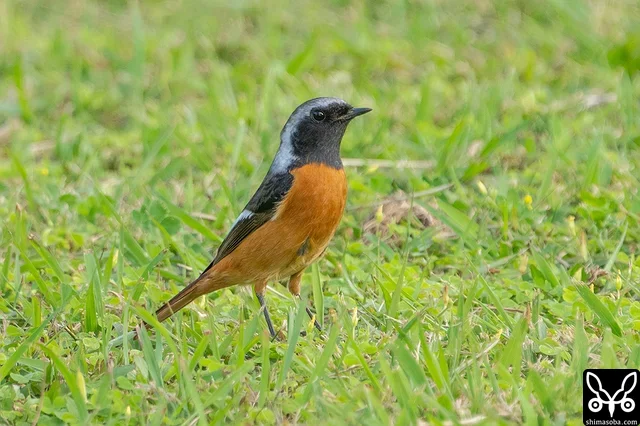 ジョウビタキのオス。芝生を飛び跳ねながら小さな虫を捕まえているうようでした。