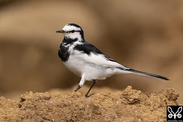 ハクセキレイの成鳥オス。