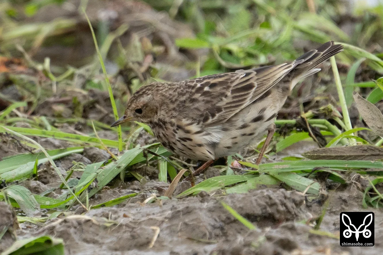 ムネアカタヒバリ