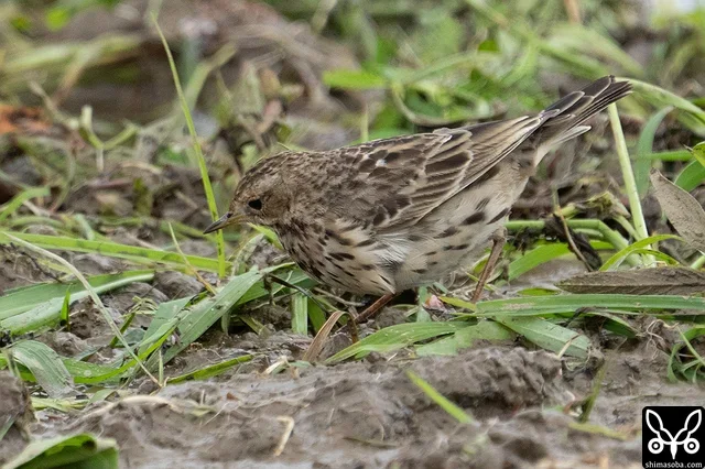 除草作業が行われた田んぼにはムネアカタヒバリがたくさん。