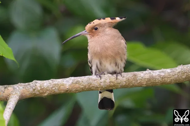 枝で休憩するヤツガシラ。