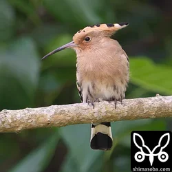 ヤツガシラ