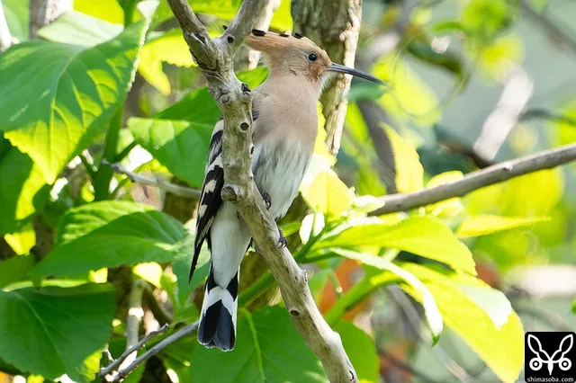 牧場にいたヤツガシラ。もう一羽いましたが、カラスに追われていました。