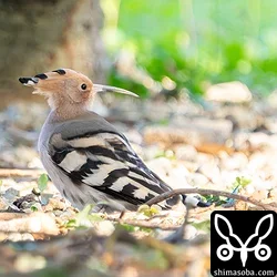 ヤツガシラ4羽、ハチジョウツグミ×ワキアカツグミ?、ギンムクドリ、コムシクイほか(動画あり)