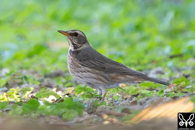 ハチジョウツグミと思ったけど違和感が…。ハチジョウツグミとワキアカツグミとの雑種の可能性がありそうです。