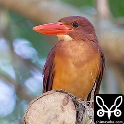リュウキュウアカショウビン