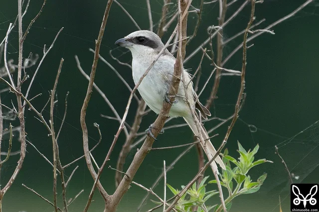 シマアカモズのメス成鳥。