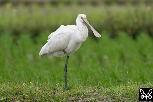 ヘラサギの幼鳥。田んぼとダムを行ったり来たり。