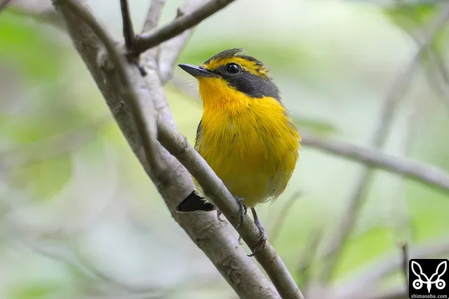 リュウキュウキビタキのオス成鳥。この個体はさえずっていませんでしたが、メスとペアで移動しながら採餌していました。