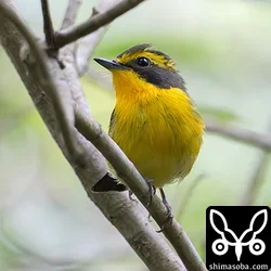 リュウキュウキビタキのオス成鳥。この個体はさえずっていませんでしたが、メスとペアで移動しながら採餌していました。