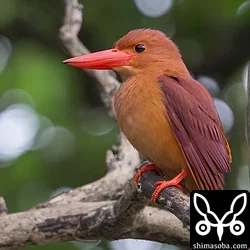 リュウキュウアカショウビン