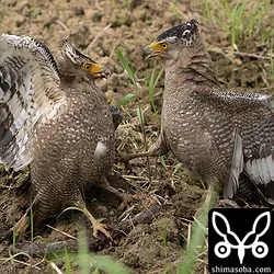 足元に獲物のサキシママダラが転がっています。この後、右のオス成鳥がヘビをつかんで飛び去ってしまいました。