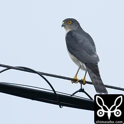 リュウキュウツミ