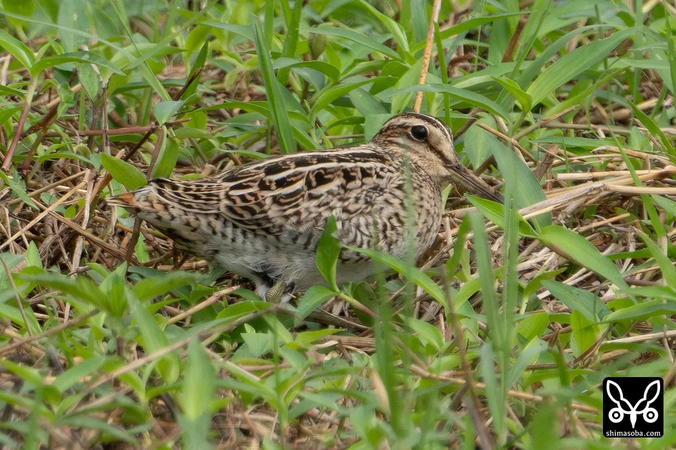 チュウジシギ