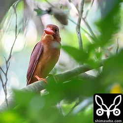 リュウキュウアカショウビン