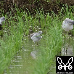 アオアシシギは5羽の群れ。それぞれ換羽のステージが違って比べるのも面白いです。