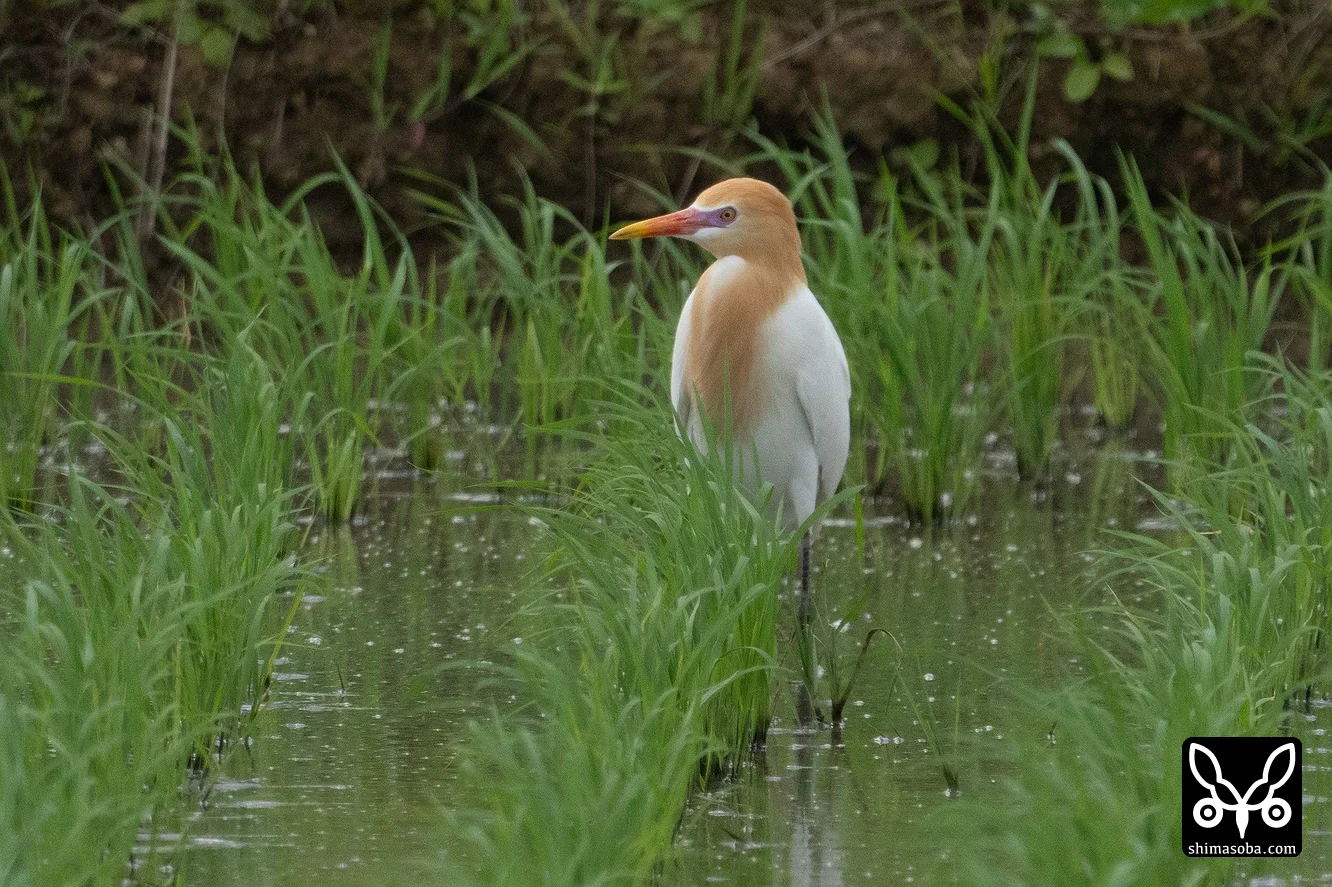 アマサギ