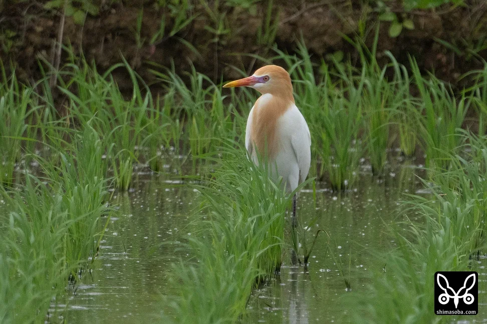 アマサギ