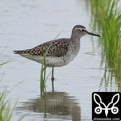 タカブシギ