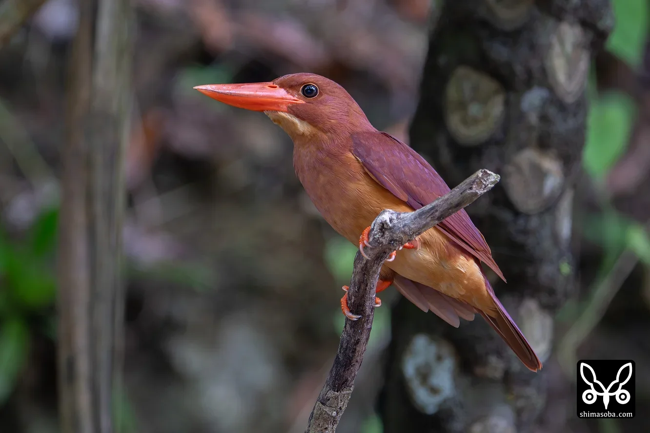 リュウキュウアカショウビン
