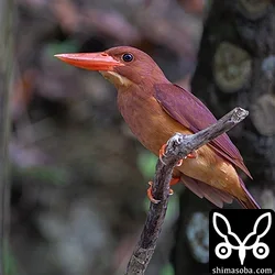 リュウキュウアカショウビン