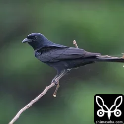 オウチュウ3羽、カタグロトビ、カンムリワシ幼鳥、ハイイロチュウヒ(動画あり)