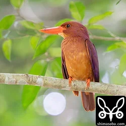 リュウキュウアカショウビン