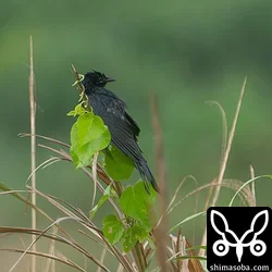 オウチュウ