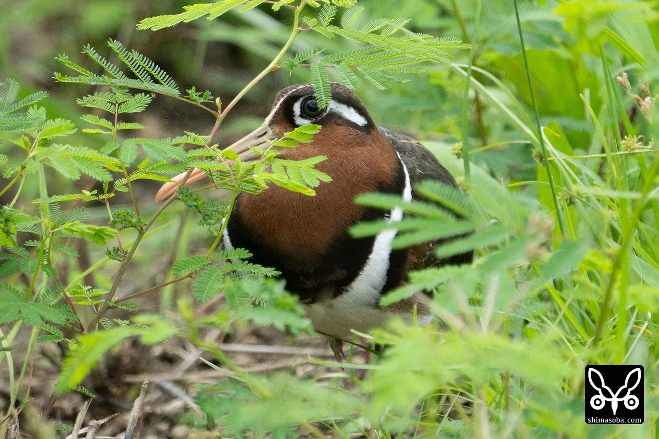 タマシギ