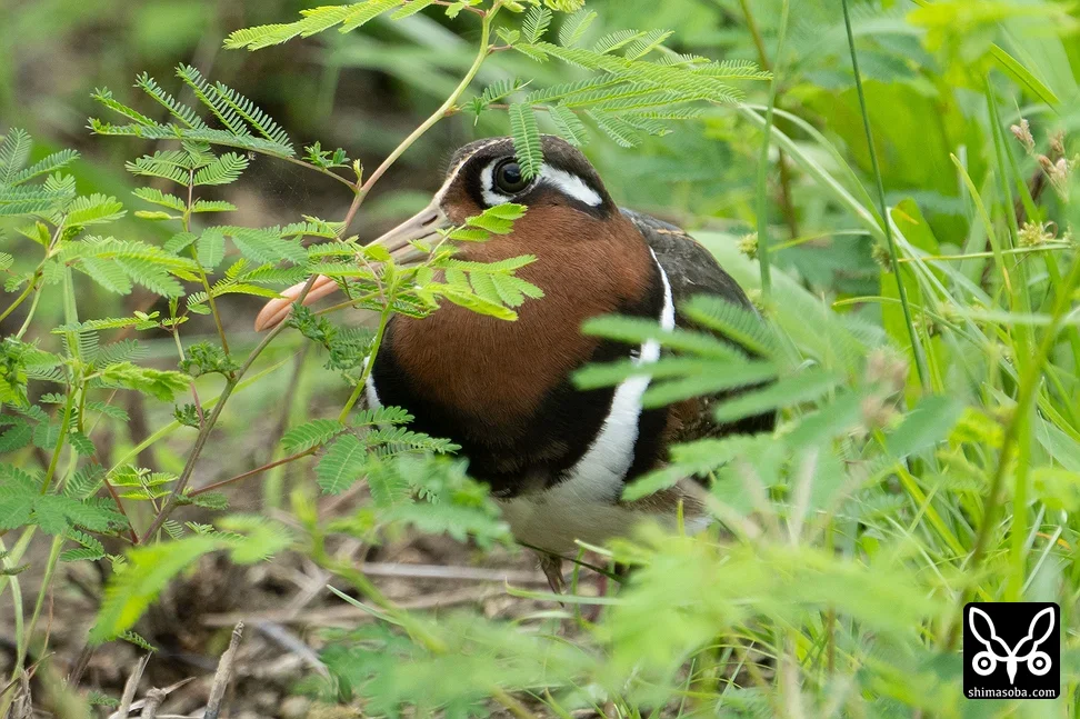 タマシギ