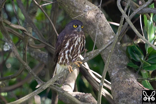 アオバズクは2巣を確認。