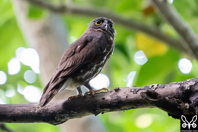 アオバズクのオス。数年連続で繁殖している個体。