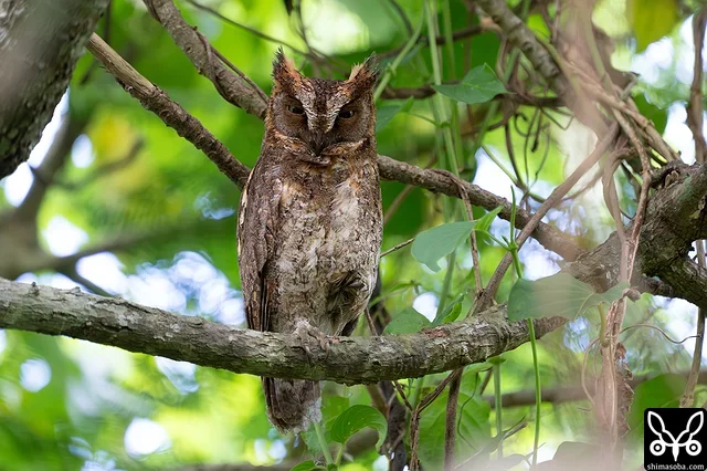 リュウキュウコノハズクのオス。このペアは、昨年とほぼ同じタイミングでの繁殖スタートです。リュウキュウコノハズクは3巣確認。
